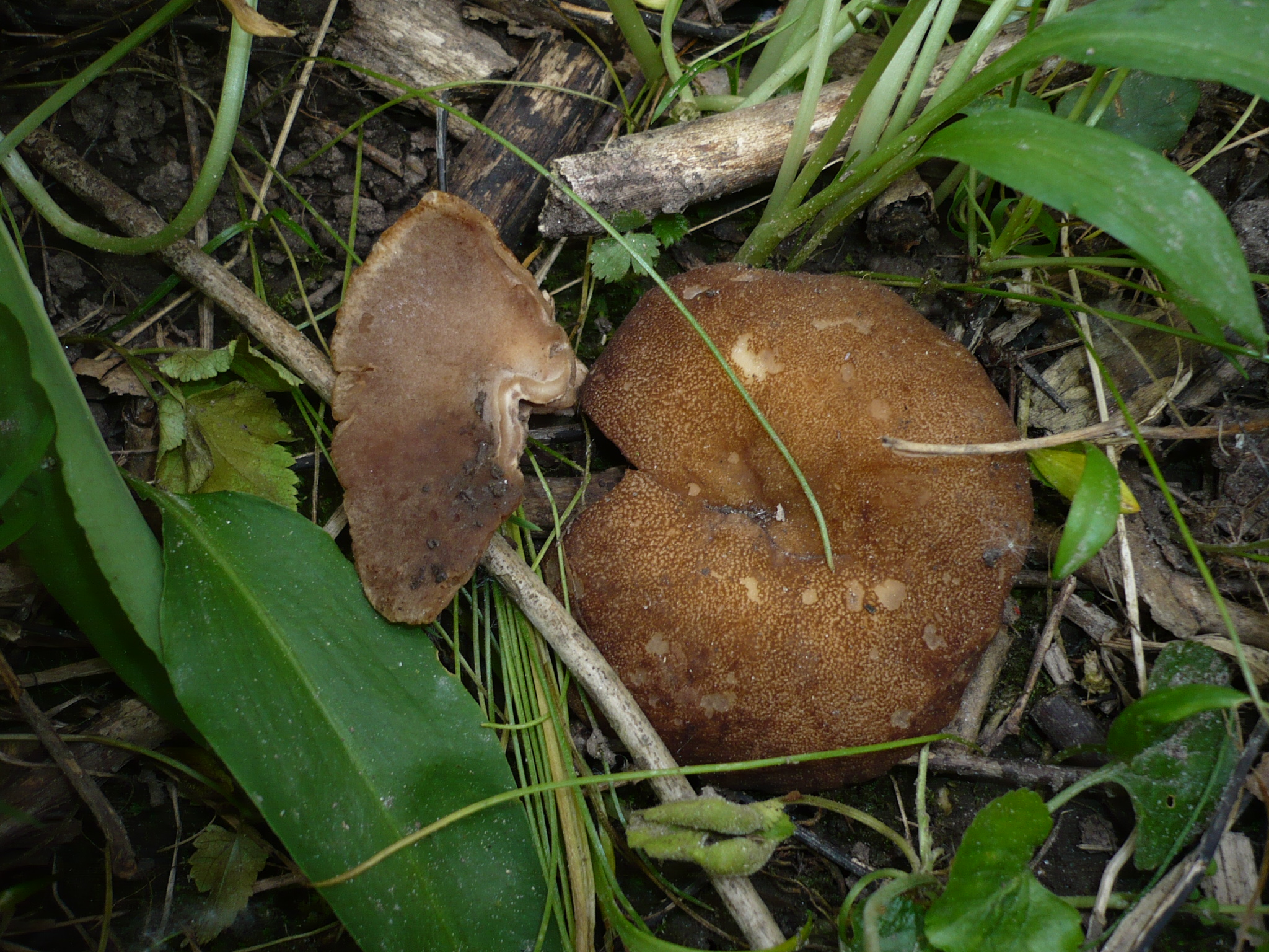 terčovnice síťnatá (Disciotis venosa)