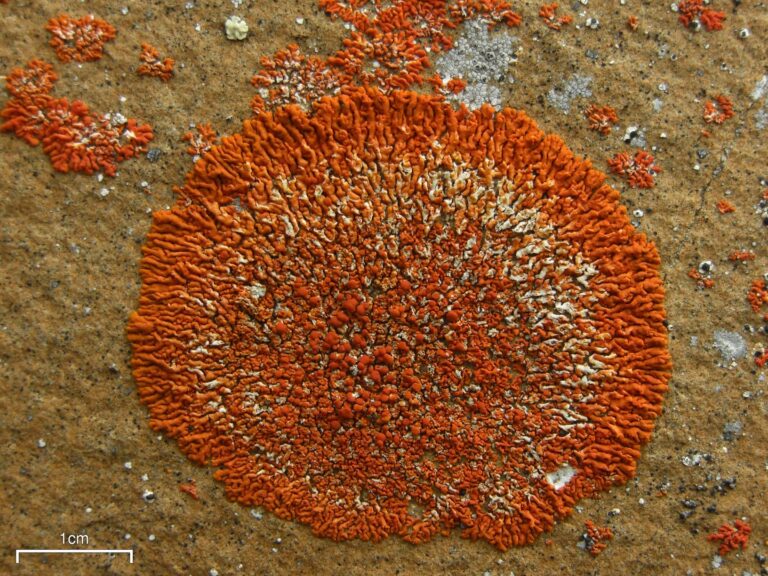 terčovník pohledný (Xanthoria elegans)