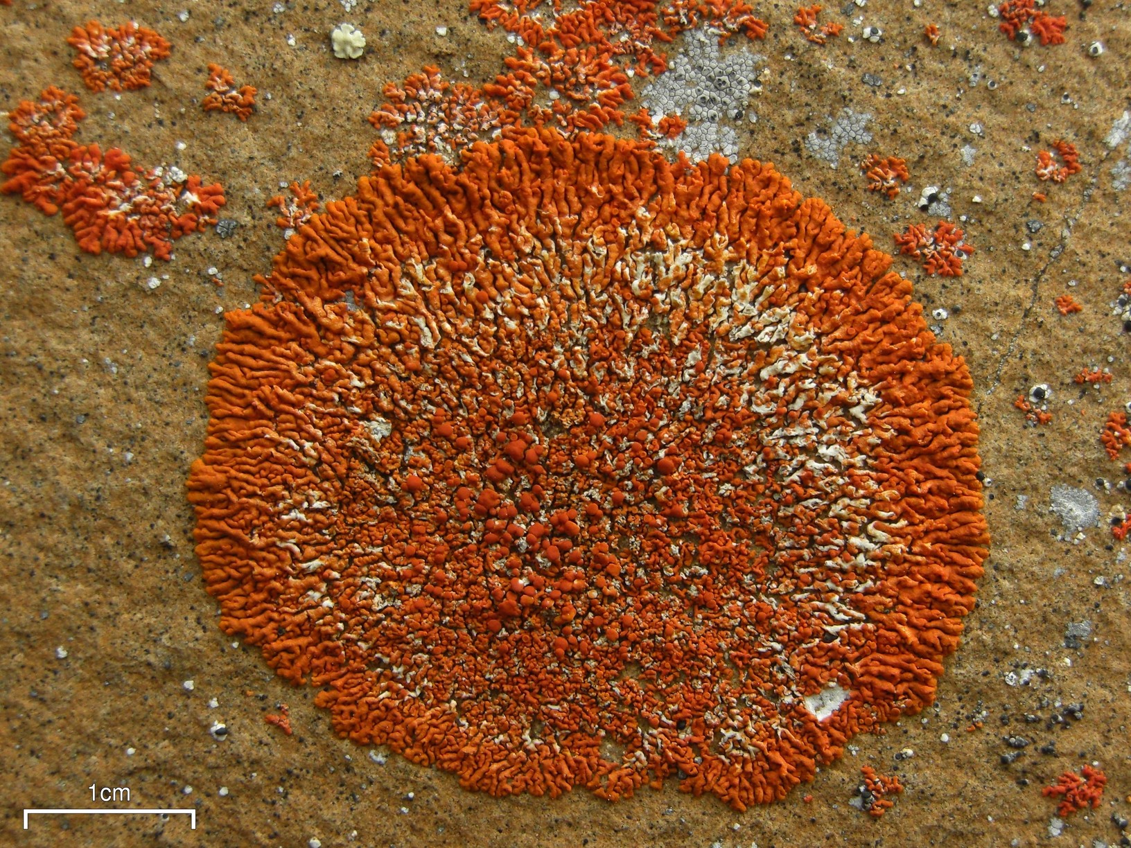 terčovník pohledný (Xanthoria elegans)