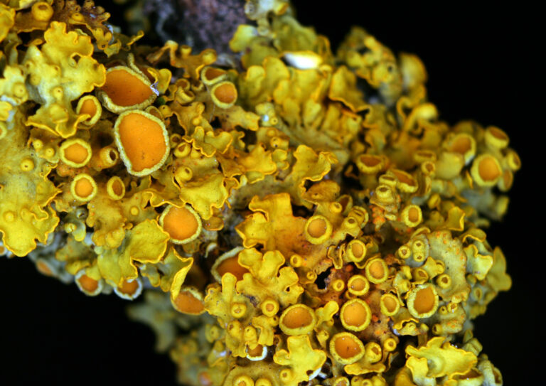 terčovník zední (Xanthoria parietina)
