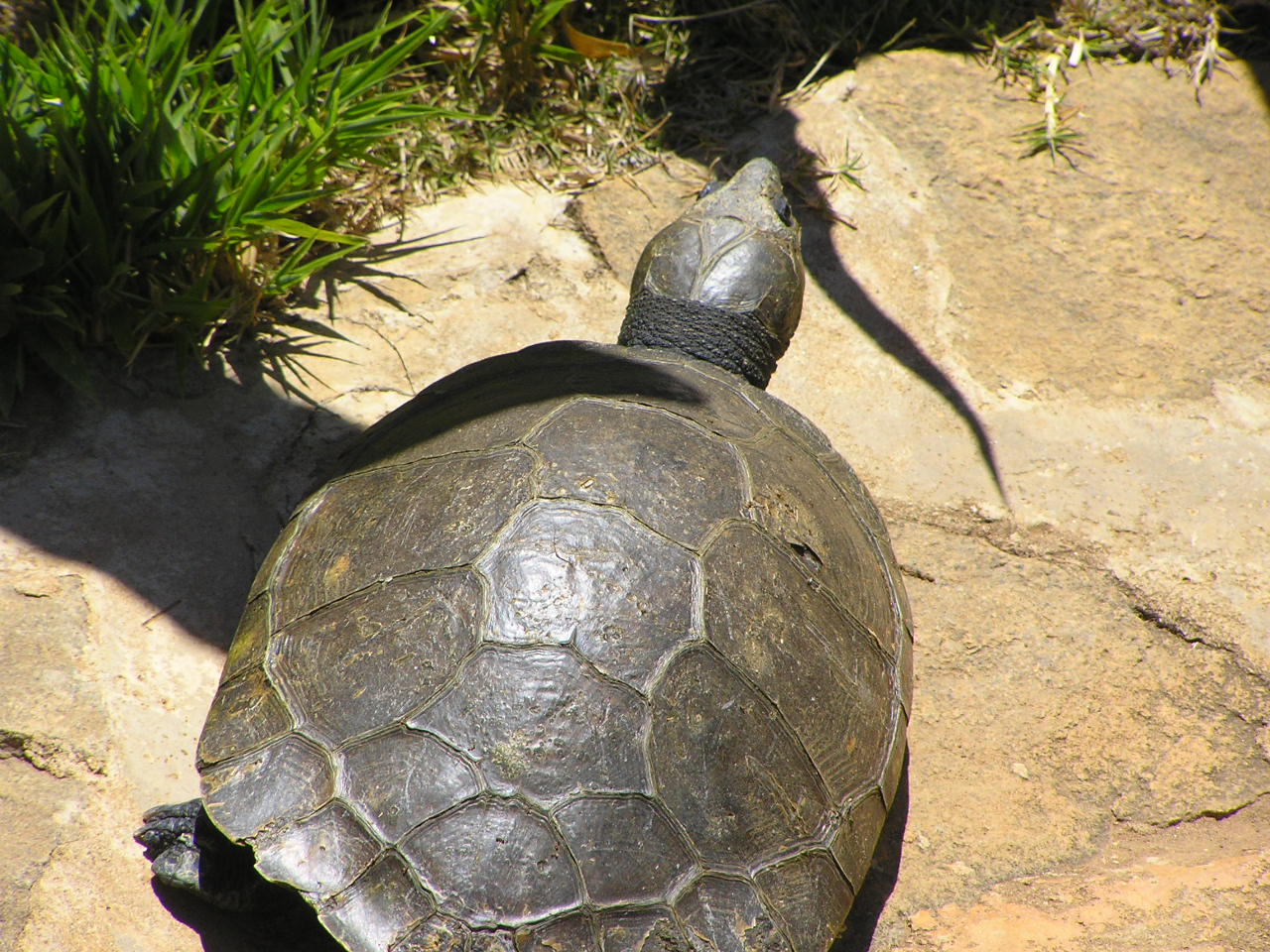 tereka madagaskarská (Erymnochelys madagascariensis)
