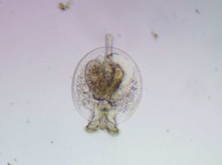 Testudinella patina