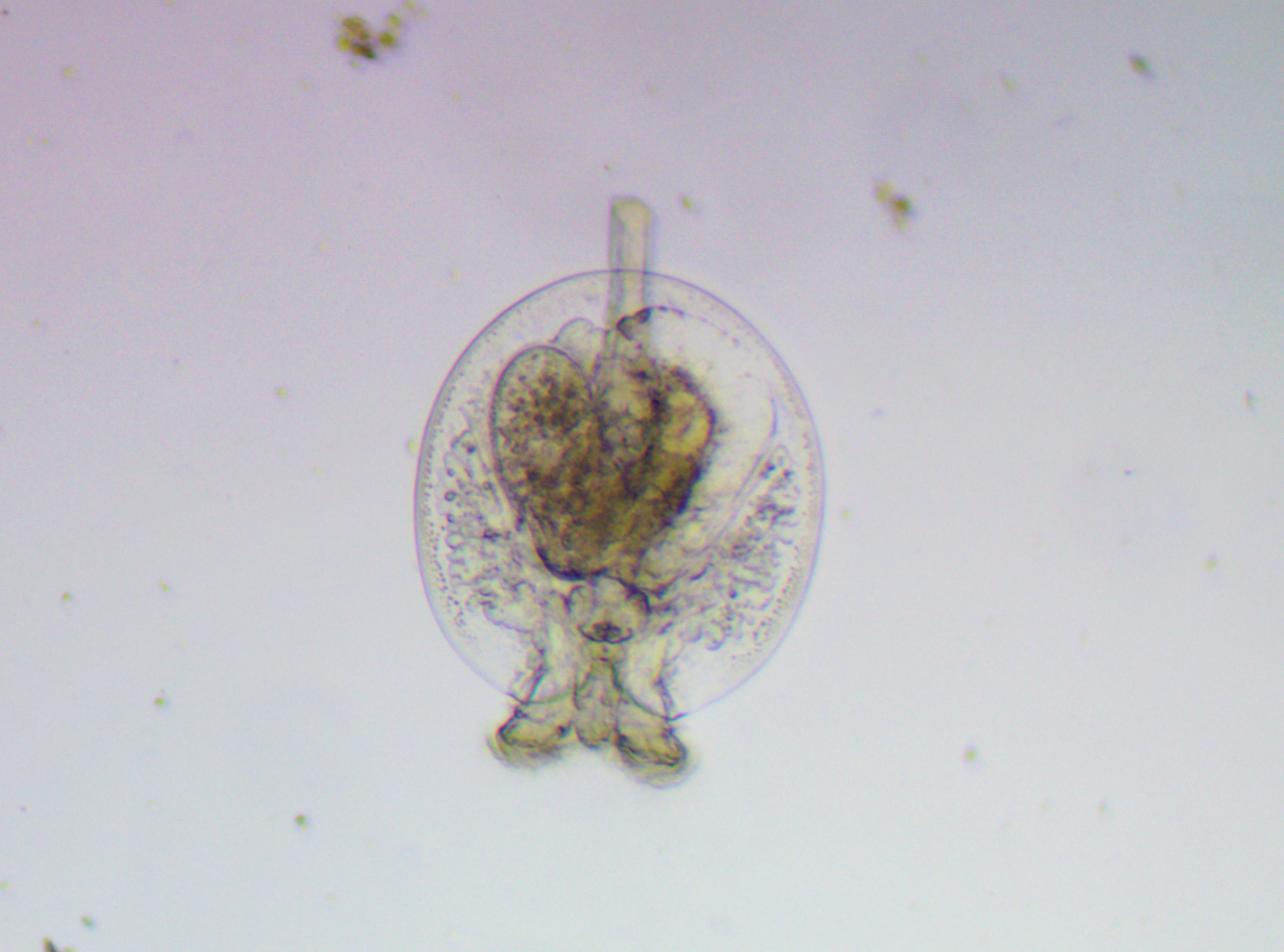 Testudinella patina