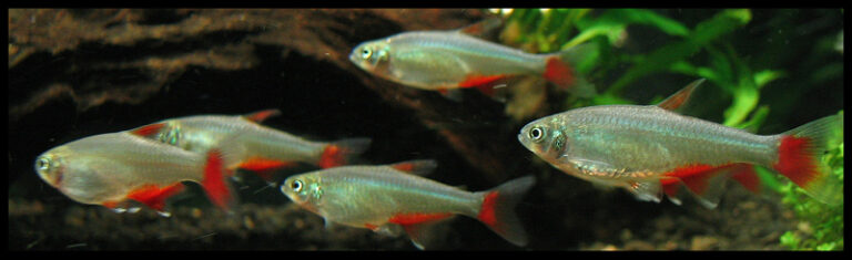 tetra červenoploutvá (Aphyocharax anisitsi)