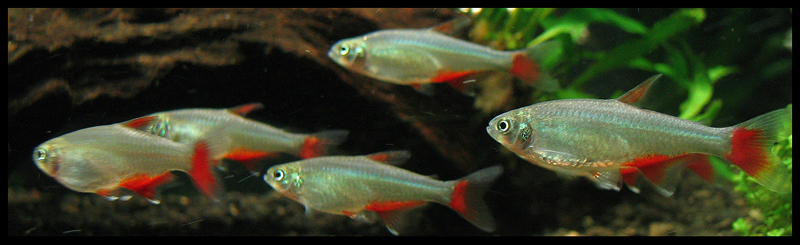 tetra červenoploutvá (Aphyocharax anisitsi)