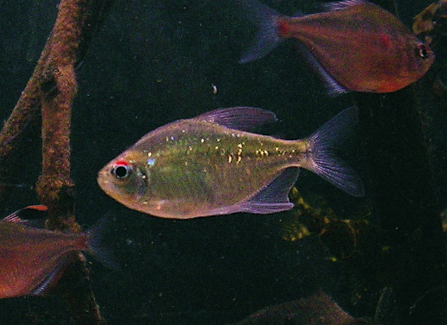 tetra diamantová (Moenkhausia pittieri)