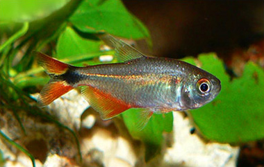 tetra kosočtverečná (Hyphessobrycon anisitsi)