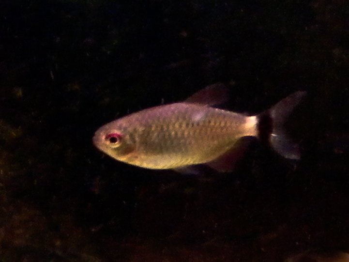 tetra paraguayská (Moenkhausia sanctaefilomenae)