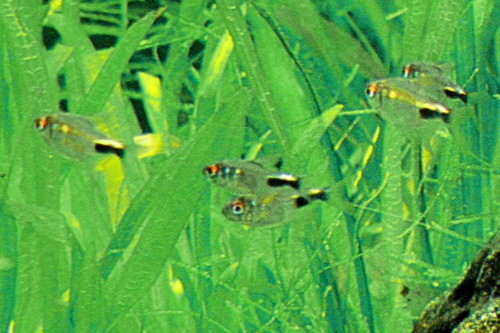 tetra skvělá (Hemigrammus pulcher)