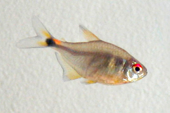 tetra svítivá (Hemigrammus ocellifer)