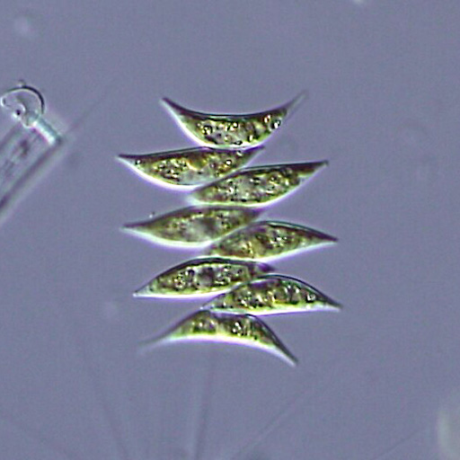 Tetradesmus dimorphus Tetradesmus dimorphus