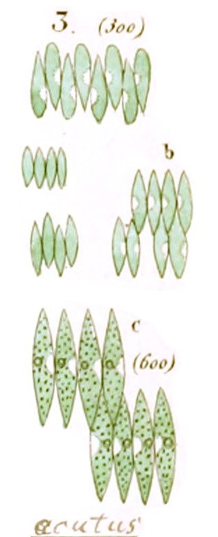 Tetradesmus obliquus