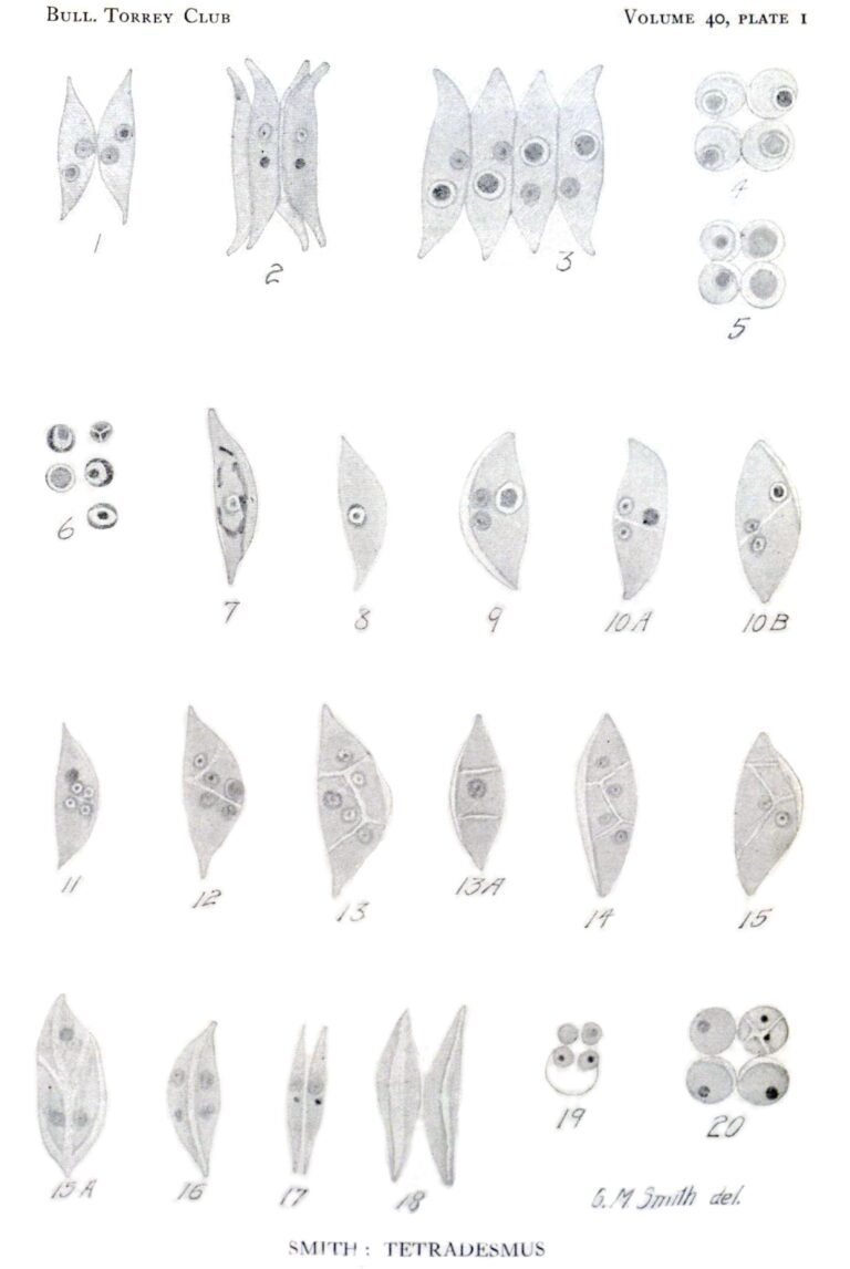 Tetradesmus wisconsinensis