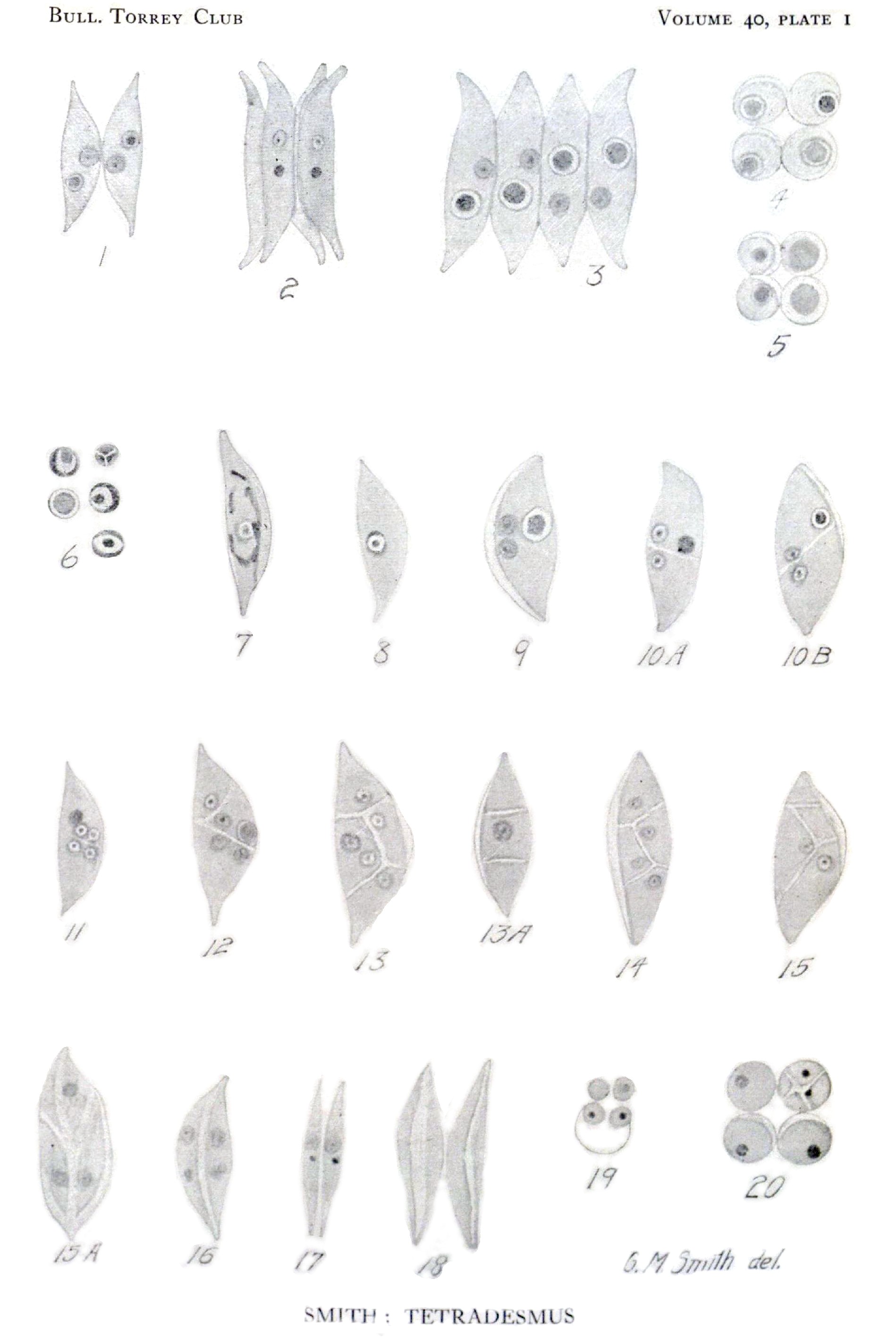 Tetradesmus wisconsinensis