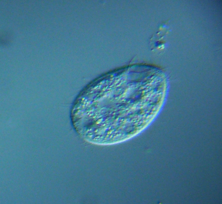 Tetrahymena pyriformis Tetrahymena pyriformis