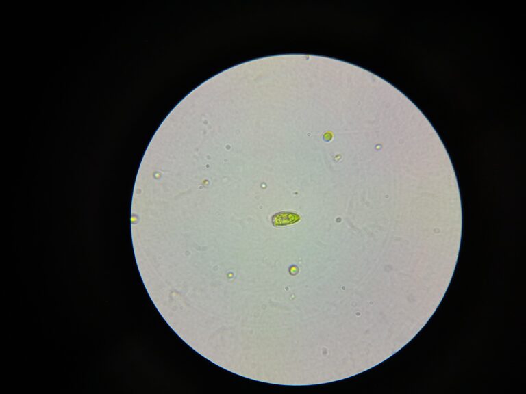 Tetraselmis suecica