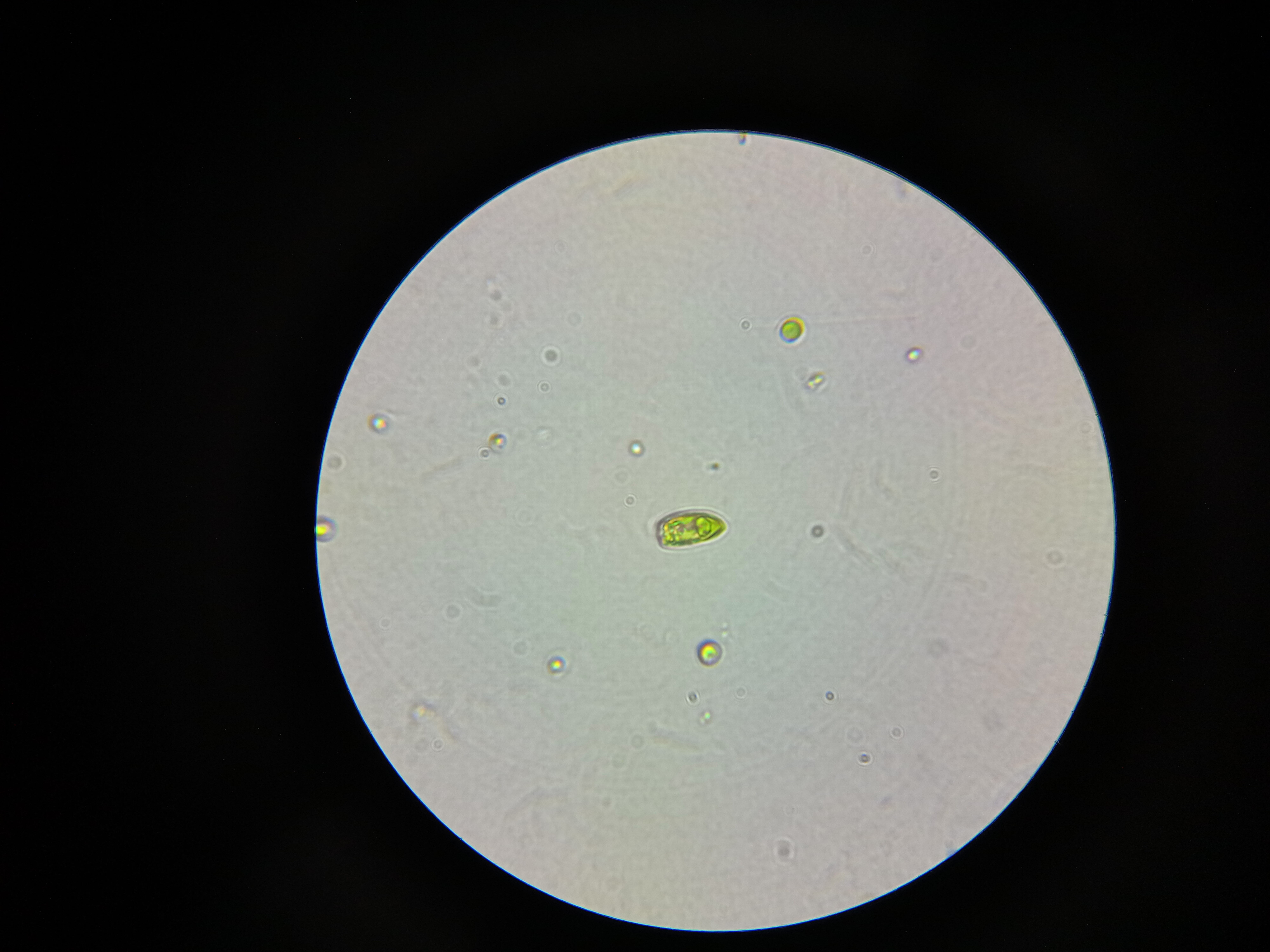 Tetraselmis suecica
