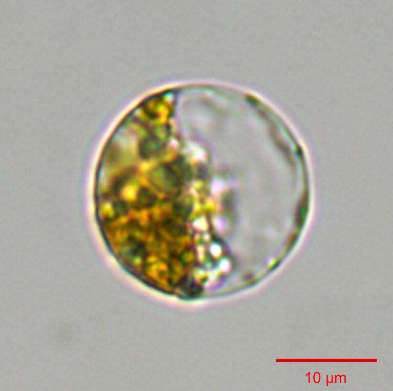 Thalassiosira pseudonana