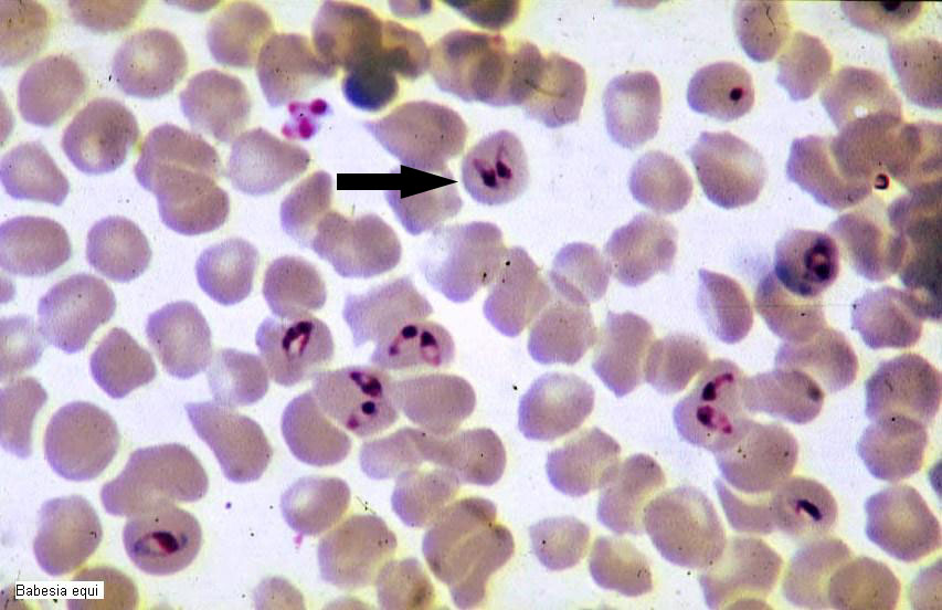 Theileria equi