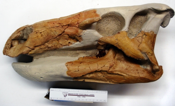 Theiophytalia