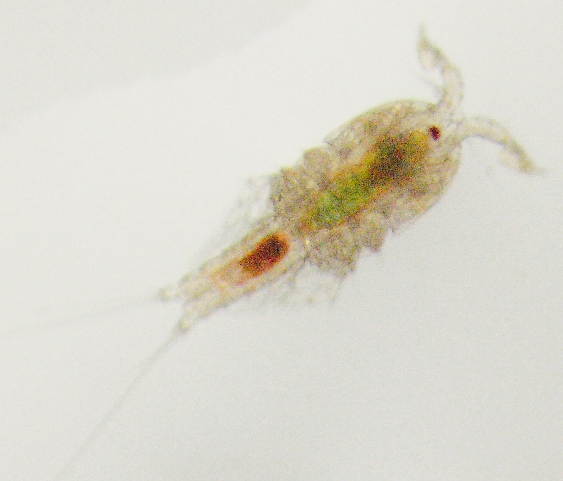 Tigriopus brevicornis