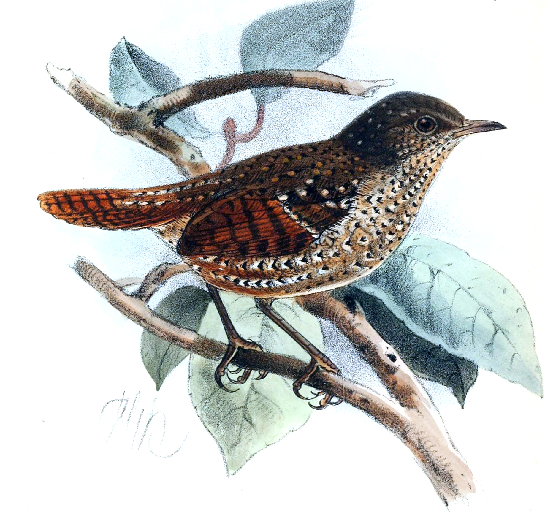 timálka skvrnitá (Elachura formosa)