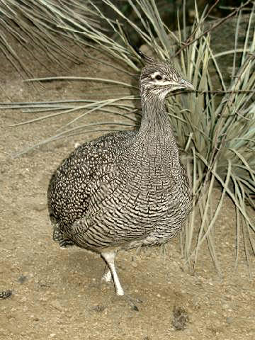 tinama argentinská (Eudromia elegans)