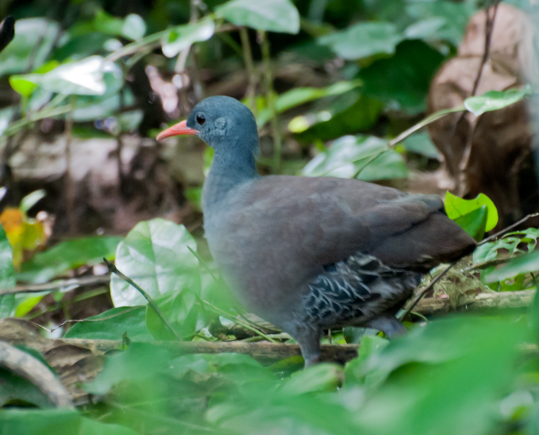 tinama tataupa (Crypturellus tataupa)