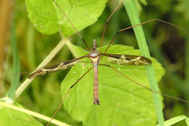 tiplice obrovská (Tipula maxima)