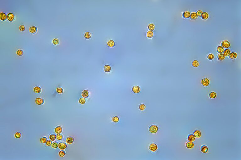Tisochrysis lutea