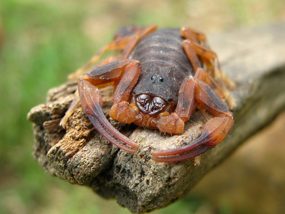 Tityus bahiensis