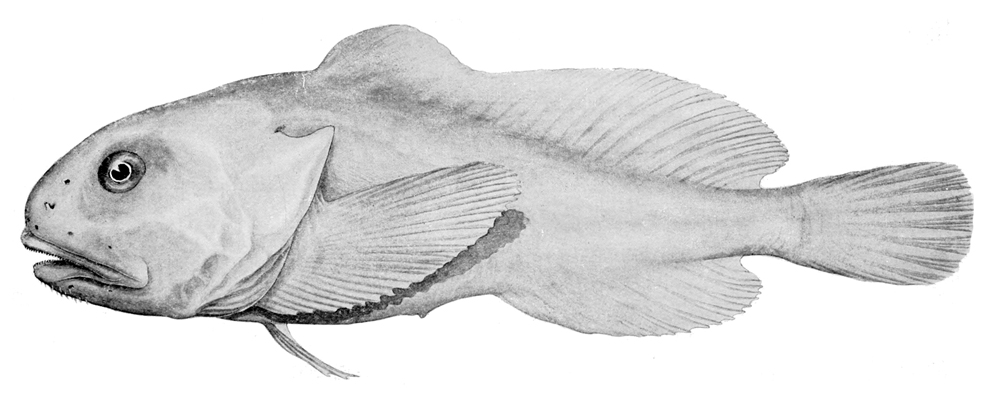 tlustohlavec tasmánský (Psychrolutes marcidus)