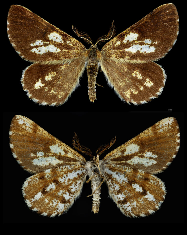 tmavoskvrnáč borový (Bupalus piniaria)