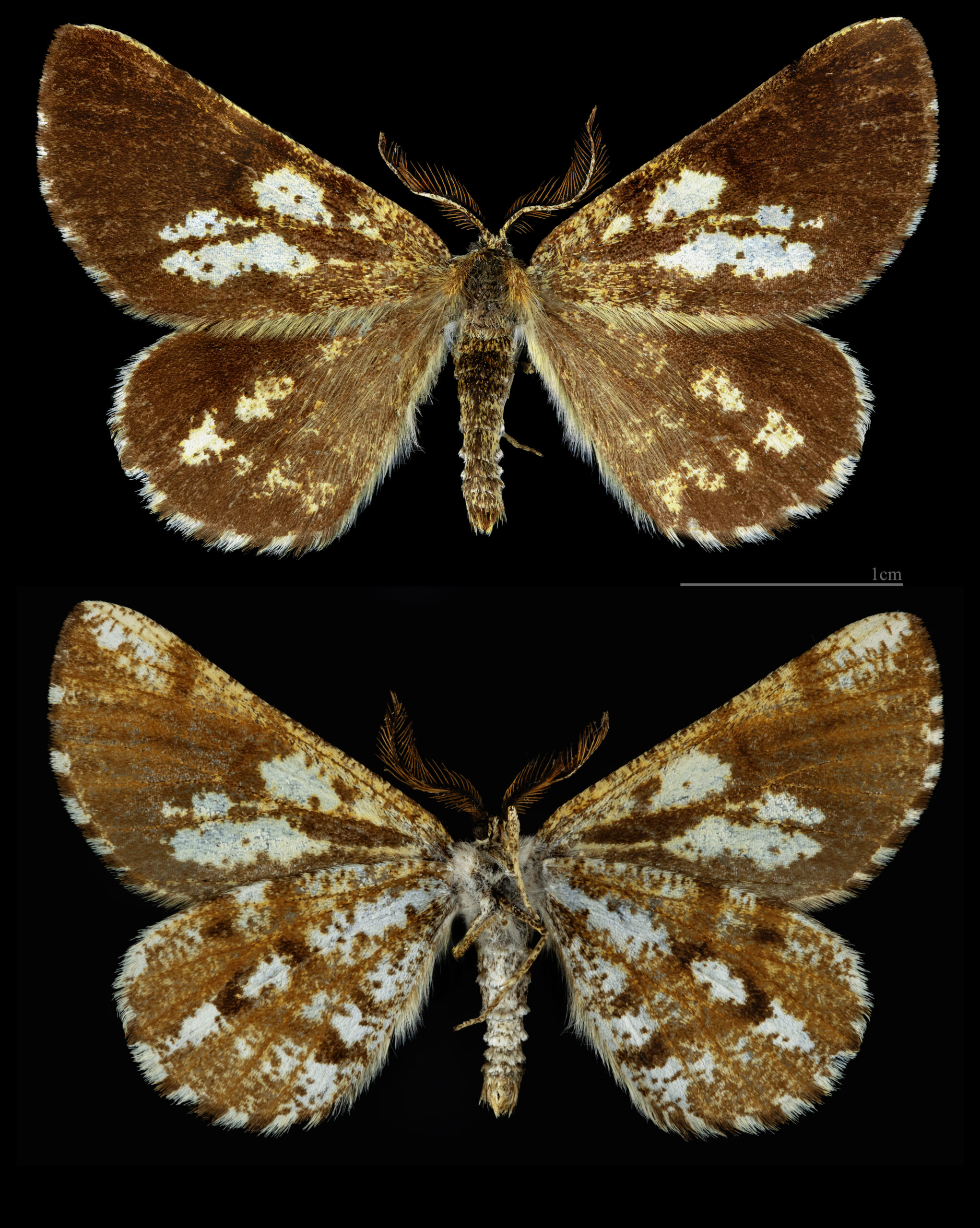 tmavoskvrnáč borový (Bupalus piniaria)