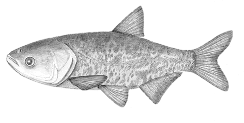 tolstolobec pestrý (Hypophthalmichthys nobilis)