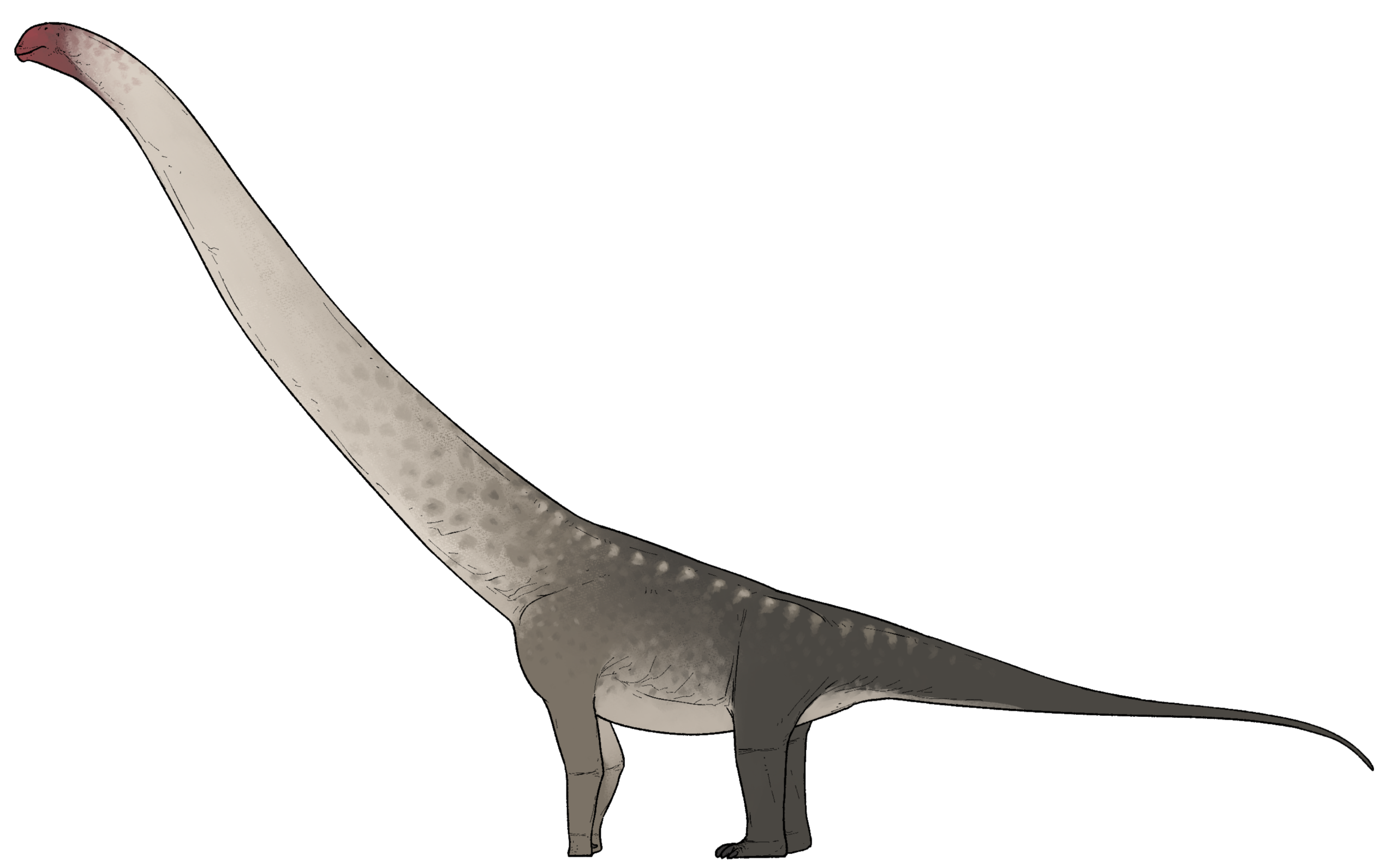 Tongnanlong