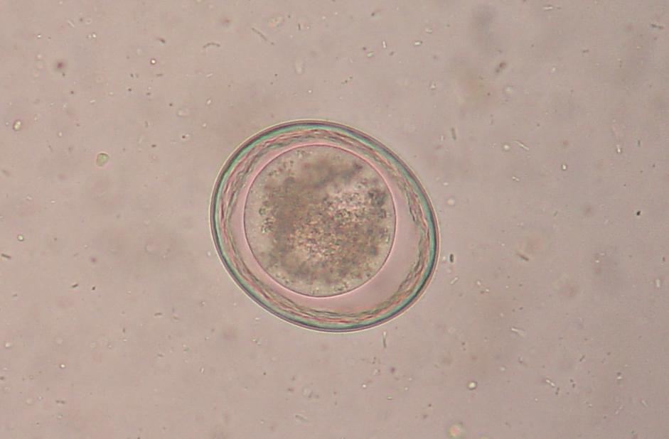 Toxascaris leonina