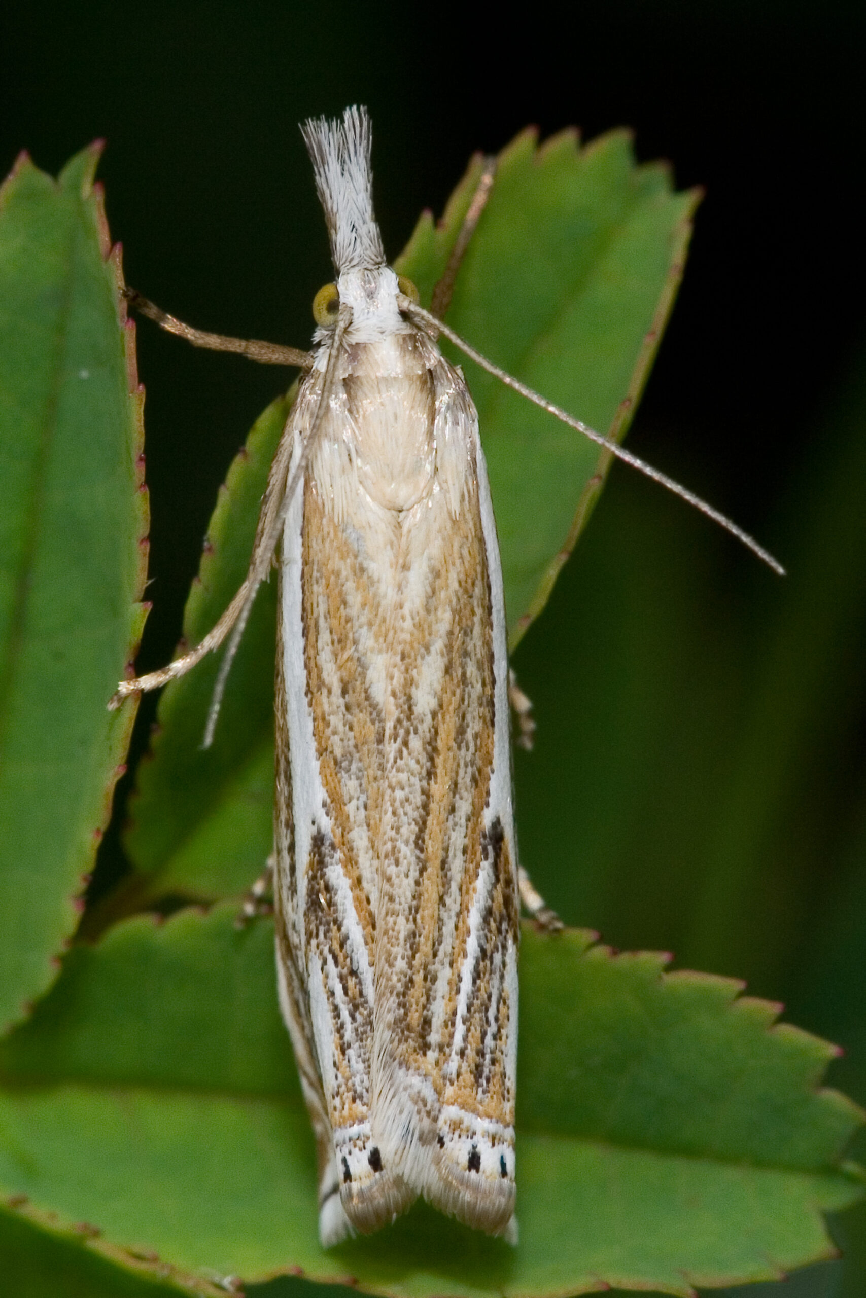 travařík obecný (Crambus lathoniellus)