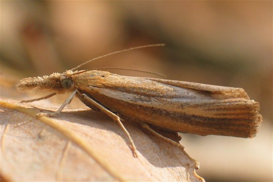 travařík travní (Agriphila tristella)