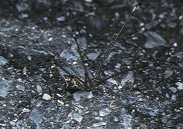 Třesavka kosmopolitní (Crossopriza lyoni)