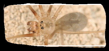 Třesavka krétská (Pholcus creticus)