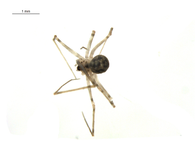 Třesavka malinká (Modisimus culicinus)