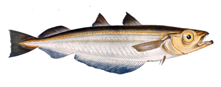 treska modravá (Micromesistius poutassou)
