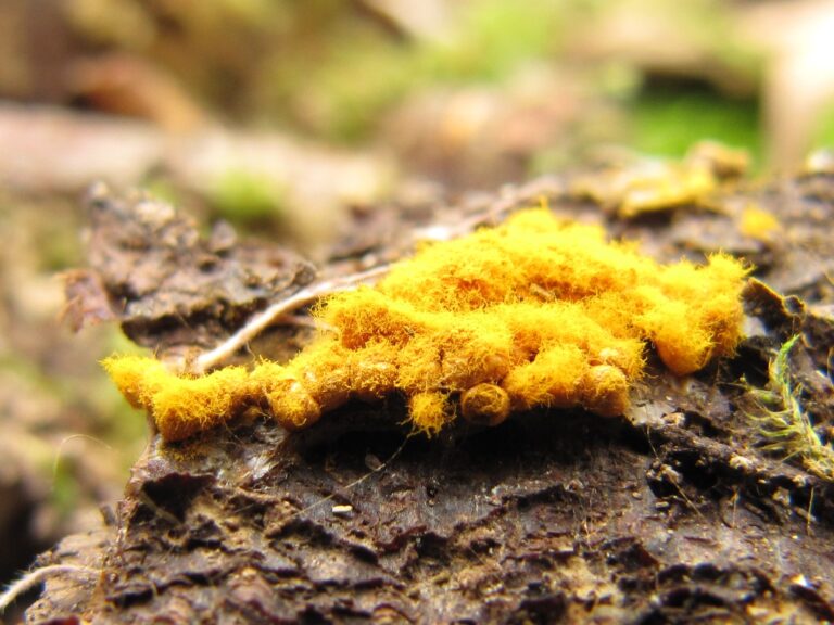 Trichia scabra