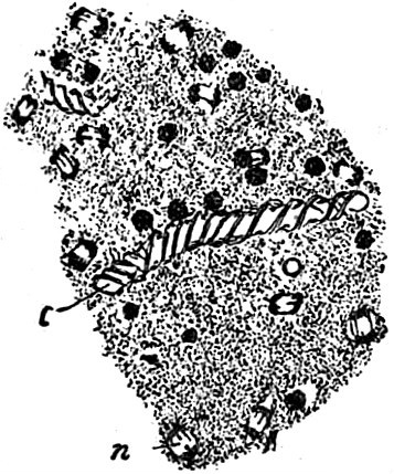 Trichia varia