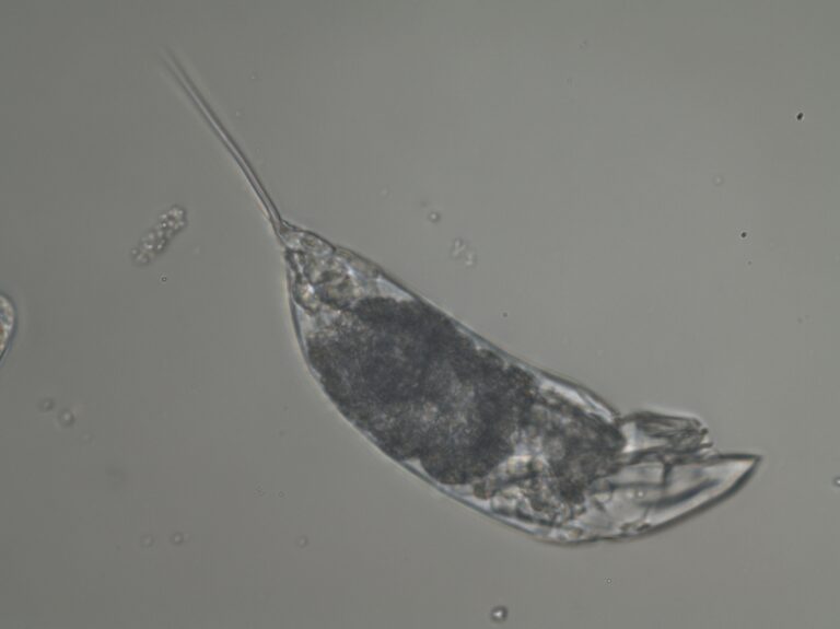 Trichocerca capucina