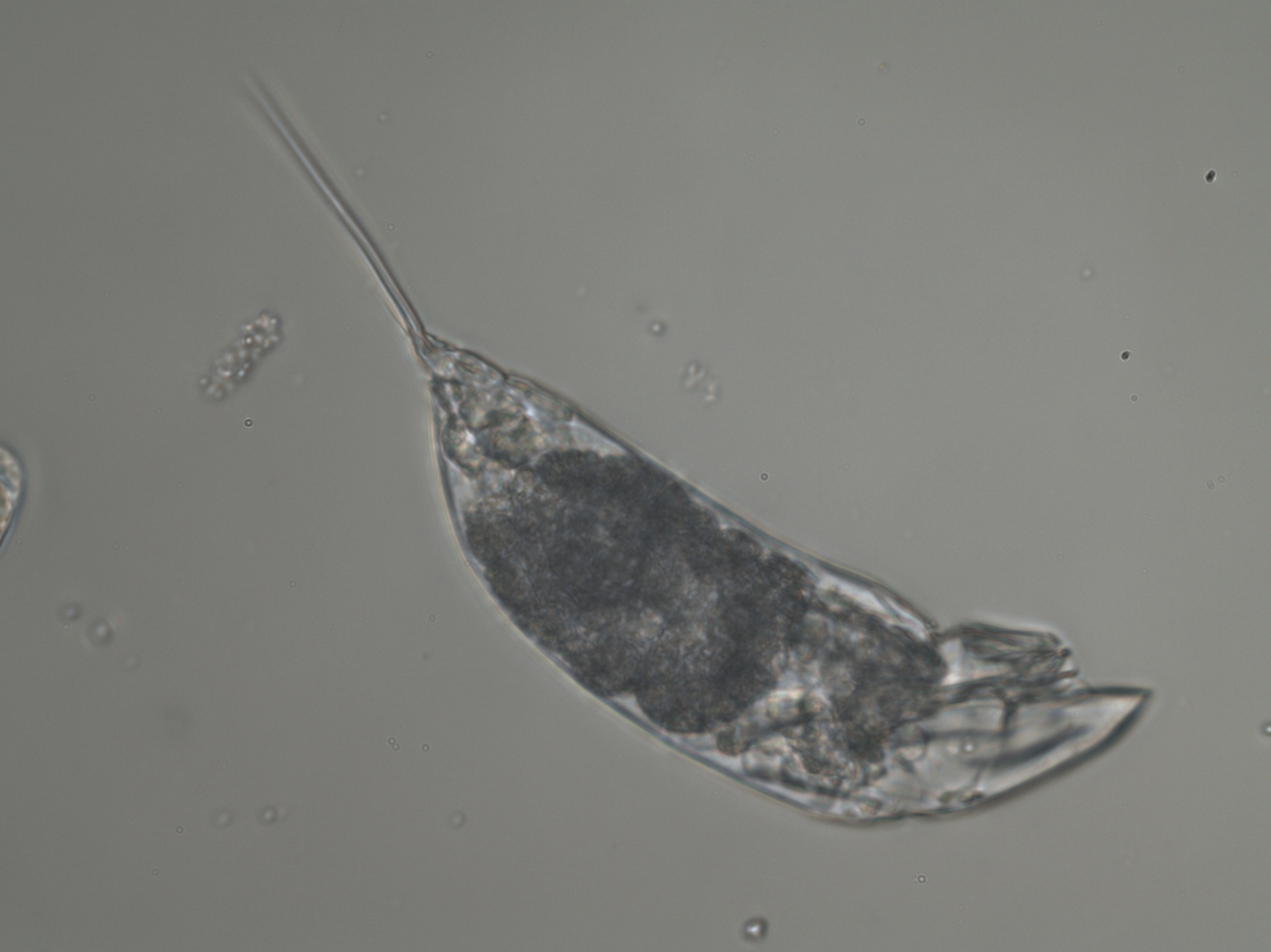 Trichocerca capucina
