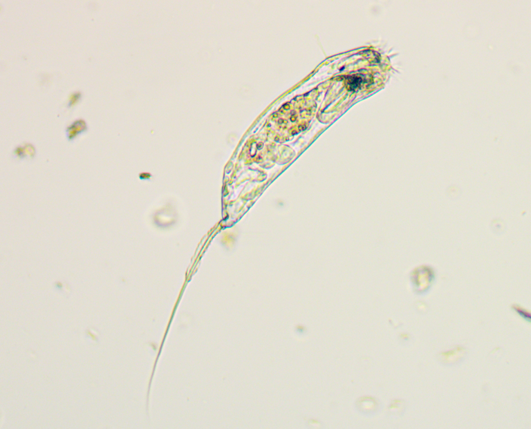 Trichocerca cylindrica