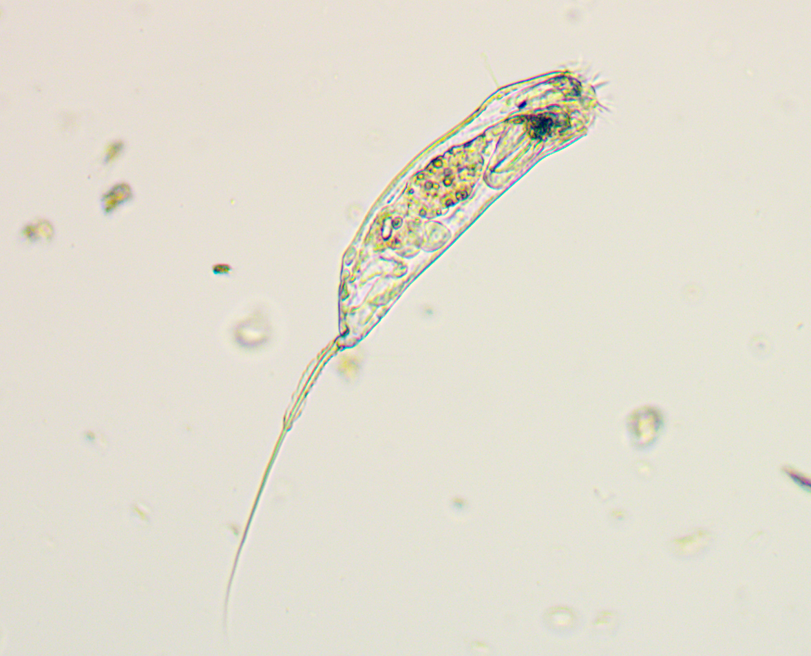 Trichocerca cylindrica