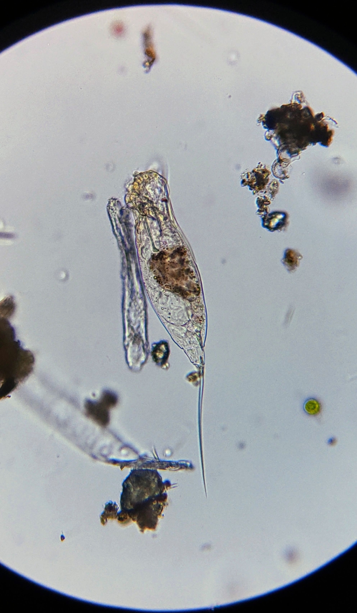 Trichocerca longiseta